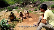 动物园一只猴子总欺负水獭，水獭忍无可忍，将猴子拉进水中淹死