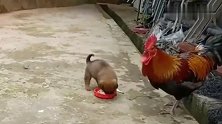 小奶狗真护食，奶凶奶凶的不让大公鸡吃，公鸡只好偷偷吃