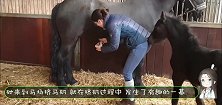 女子想挤点马奶喝，小马驹不乐意了，接下来的举动笑到停不下来