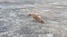 老鼠被逮后，假装被一阵风吹走，演技爆棚猫咪原地愣3秒！