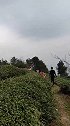 搞笑视频：逛茶园了！