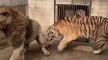 当把老虎和狮子关在一个笼子里，打起来了，谁会赢？