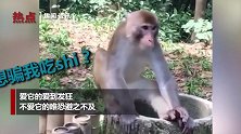 有内味了！猴子初次吃榴莲立马扔掉 疯狂擦手满脸嫌弃