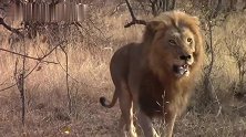 双拳难敌四手：狮王面对六头年轻雄狮的追击，只能逃跑