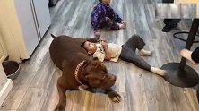 肌肉健硕的恶霸犬在厨房休息，熊孩子躺在狗狗身上吃鸡腿!