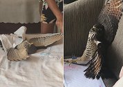 巴西一只老鹰在暴风雨来临时闯入居民家 躺卧室床上休息