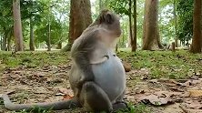 怀胎十月，等待生产的猴妈，去找一个好地方