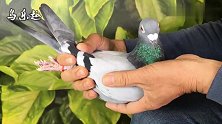 信鸽鉴赏：詹森“老白眼”，紫罗兰砂眼，干老透底，好鸽子！