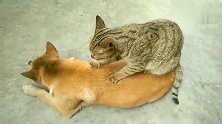 中华田园犬：这个按摩服务真不错，给你打满分