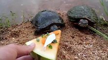 小龟仔真是好吃狗，西瓜也不放过，没救了