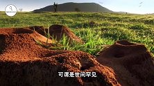 发现巨大蚁穴，老外将10吨水泥灌入，凝固后直接上交博物馆！