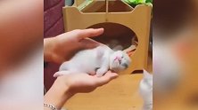 好可爱的小猫咪啊，看着萌萌的样子，真是很喜欢啊！