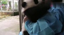 国宝熊猫量体温，疯狂挣扎不乐意，它怕是知道自己是国宝