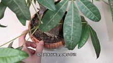 花盆里倒上一碗，不管土壤板结多么严重，立马变得疏松透气