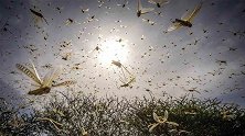 南非100多家农场遭遇蝗灾 庄稼牧场被蝗虫啃食一空，场面骇人