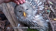 猫头鹰毛发淋湿无法飞起来，竟然被好心人拯救，男子举动令人感动