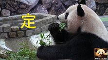 熊猫良浜往嘴里塞一把竹叶，突然愣住不动静止20秒，表情好搞笑