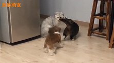 狗狗上前拉架，却被猫咪联手暴打，场面爆笑！