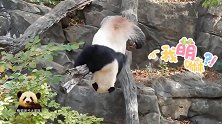 熊猫贝贝花式“虐”树，嗨到停不下来，熊孩子真让人担心