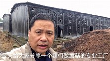 蘑菇层架多层种植，空间利用率高，回报大，看看这种方法实用吗？