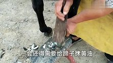 蹄子缺半块治疗方法独家土秘方，修蹄免费看病