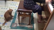 听到琴声就飞奔而来的橘猫，看到目的后被逗乐了：有那么难听吗