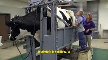 为什么要在牛身上开个洞，每天还用手掏？它到底有啥作用？