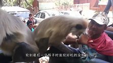巴西卷尾猴进入了石器时代，猴子未来会不会再进化成人
