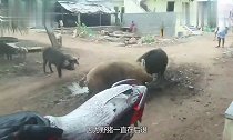 家猪秒杀野猪王,太不可思议了,过程都在镜头下记录着