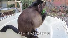 小猴子向游客讨酒喝，三罐啤酒下肚，顿时觉得天旋地转，太可爱了