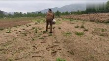 灰灰菜有小毒？农村大姐带你做灰菜包子，美味好吃还不犯毛病。