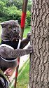 猫儿：这树实在有点儿高爬不上去啊