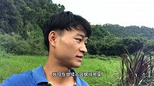 田螺场太多水了怎么种植皇竹草，要搞好排水工作，排水好种皇竹草