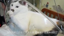 猫咪贪玩将头卡在了桌子上，结果拔不出来了，谁说猫咪是液体？