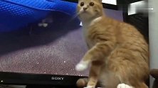 猫咪看到电脑上播放猫咪在玩球，也伸手去摸没摸到还去电脑背面找