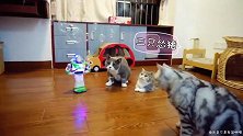 把三只猫咪放在满是猫薄荷泡泡的房子里会发生什么事情