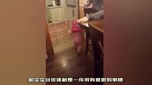 小女孩和纽芬兰犬玩捉迷藏，狗狗：你真当我鼻子是摆设吗？