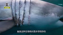 世界上最大的鲨鱼，身长与公交车有的一拼，破坏力也很惊人