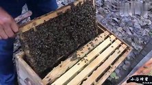 蜂场现取蜂蜜，还是这样的蜂蜜，你喜欢吃吗？