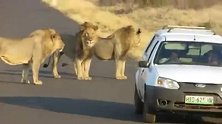 3头壮年雄狮拦路设卡检查过往车辆—就问你慌不慌？