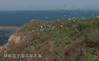 随着周边生态环境的不断改善岛上灌木日益繁茂，很适合鸟类生存