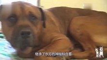 东方斗犬之王土佐犬发现被主人抛弃，整日以泪洗面