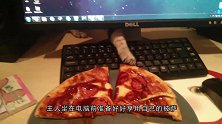 主人把猫咪画的栩栩如生，可仔细一看，差点笑喷了！