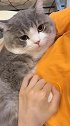 喜欢抱着我的猫咪