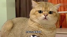 猫：这孩子到底给谁生的，我都快抑郁了