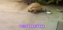 乌龟不甘被欺负，趁猫咪睡着了去咬猫咪的脚，下一秒忍住别笑