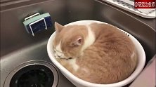 猫咪坐在洗菜篮里不肯出来，猫咪：主人，顺便把我也洗了吧！