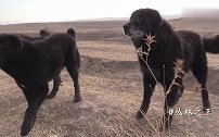 塔吉克斯坦的牧羊犬，看下这些看羊的大狗长得多彪悍