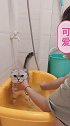 全网最大脾气猫洗澡，洗的时候很乖，洗完吹干再打我