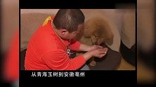 你若对藏獒不离不弃，他必生死相依！这是狗狗的使命
